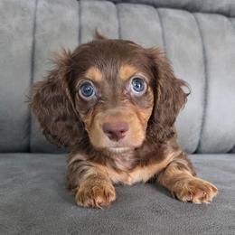 Prince Eric - Chocolate and tan male Dachshund puppy in Las Piedras from New Empire Kennels