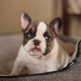 French Bulldog Puppies from Finest Frenchies