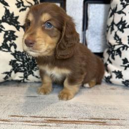 Red collar - Chocolate and cream male Dachshund puppy in Cherry Valley, California from Sugar and Spice Dachshunds