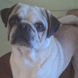 Odin - Pug