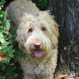 Daisy - Australian Labradoodle