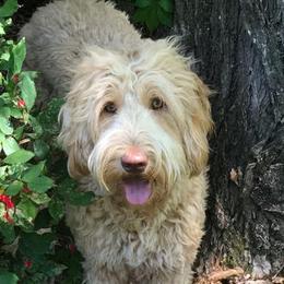 Daisy - Australian Labradoodle