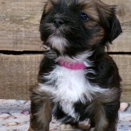Jeanette - Red gold female Lhasa Apso puppy in Jefferson, New York from Absolute Lhasa Love