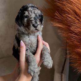 Patch - Merle male Goldendoodle puppy in Easley, South Carolina from Our Darling Doodles