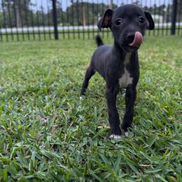 Lucy Wilde - Black and white female Rat Terrier puppy in Magnolia, Texas from Hillyard Ranch