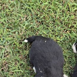 Male 3 - Black tri male Miniature Australian Shepherd puppy in Muscadine, Alabama from B&M Miniature Australian Shepherds