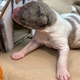 Parti Merle boy - male Newfypoo puppy in Brandenburg, Kentucky from Bluegrass River Newfoundlands