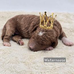 Waternoose - Red  male Goldendoodle puppy in Neillsville, Wisconsin from Granton Creek