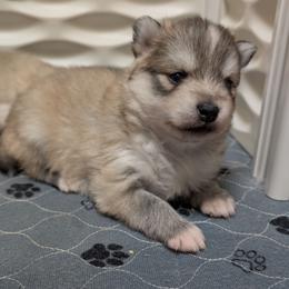 Gio Blue Eyes - Wolf sable male Pomsky puppy in Hurleyville, New York from My Crazy Pomskys