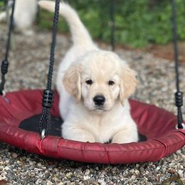 Golden Retriever puppies from Dune Grass Goldens