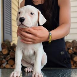 Girl 5 - White female Dogo Argentino puppy in Morgan Hill, Pennsylvania from De la Fuerza De Dios