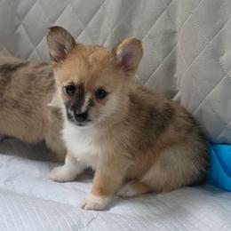 Eliza Hamilton - Sable merle and white female American Corgi puppy in Tallahassee, Florida from Koko's Korgis