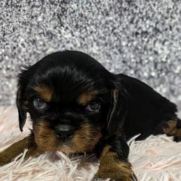 Cavalier King Charles Spaniel puppies from Pups on the Ridge