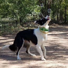 Punch - Border Collie