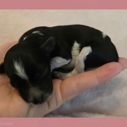 Girl 3 - Parti female Poodle puppy in Bauxite, Arkansas from Mountain Ridge Poodles