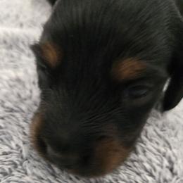 Bolt - Black and tan male Dachshund puppy in De Land, Florida from Double Aces Doxies