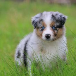 Australian Shepherd Puppies from T4 Australian Shepherds