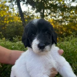 Caroline - Black and white female Sheepadoodle puppy in Fayette, Alabama from Luxapallila Sheepadoodles
