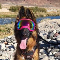 Aurora - German Shepherd