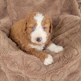 Leo - Red male Bernedoodle puppy in East Earl, Pennsylvania from Mountainside Puppies
