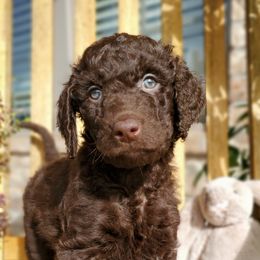 Moose - Chocolate Labradoodle puppy in Siloam Springs, Arkansas from Siloam Doodles
