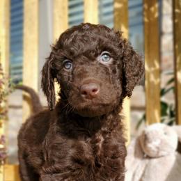 Moose - Chocolate Labradoodle puppy in Siloam Springs, Arkansas from Siloam Doodles