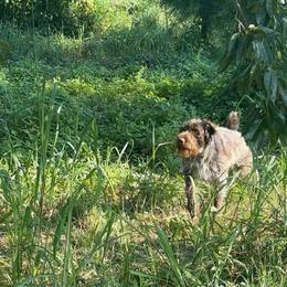 Stella - German Wirehaired Pointer