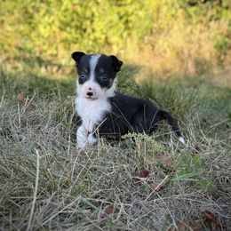 Rain - Tri-color female Border Collie puppy in Alexander, Maine from High Velocity Stockdogs