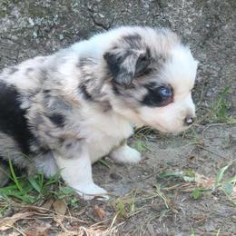 Poppy - Blue merle male Australian Shepherd puppy in Macon, Georgia from Shaina’s Shepherds
