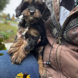 Cavapoo Puppies from Panda Puppies