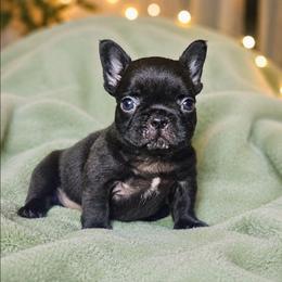 Buttercup - Black female French Bulldog puppy in Maplewood, New Jersey from Poos&Bulls Keepsake