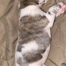 Detroit - Blue brindle male Great Dane puppy in Scottsburg, Virginia from Virginia Great Danes