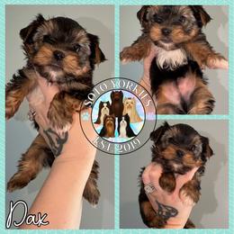 Dax - Black and tan male Yorkshire Terrier puppy in London, Kentucky from Soto Yorkies