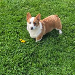 Pony - Red female Pembroke Welsh Corgi puppy in Lewisberry, Pennsylvania from Salted Rim Corgis