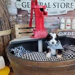 Bernedoodle Puppies from M2 Bernedoodles