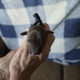 Black Boy 8 - White and liver male German Shorthaired Pointer puppy in Lindsay, California from Dori's Danes