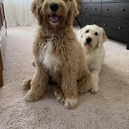 Assorted Doodle Crosses and Goldendoodle Puppies from Wake Forest Darling Doodles