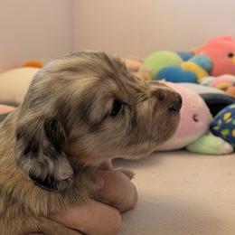 Marshal - Cream male Dachshund puppy in Annandale, Minnesota from Weiners on a Hill