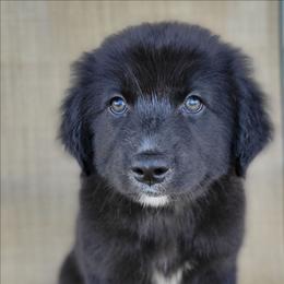 Bluey Australian Retriever - Black & white male Australian Shepherd puppy in Limestone, Tennessee from Pilot Hill Teddy Bear Puppies