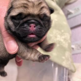 Pug Puppies from KNGZ Kennel