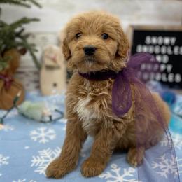 India - Cream female Goldendoodle puppy in Lisbon, Ohio from Willow Lane Doodles