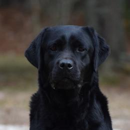 Spade - Labrador Retriever
