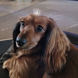 Khloe - Dachshund