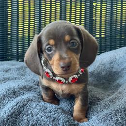 Girl 2 - Chocolate and tan female Dachshund puppy in Choccolocco, Alabama from Ace’s Doxies