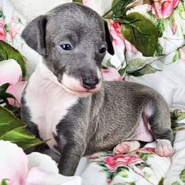 Discovery - Blue female Italian Greyhound puppy in Cadwell, Georgia from All The DoDa Day Italian Greyhounds
