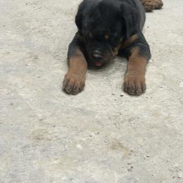 Boy 3 - Black and mahogany male Rottweiler puppy in Delta, Pennsylvania from Von Hause Hushon Rottweilers