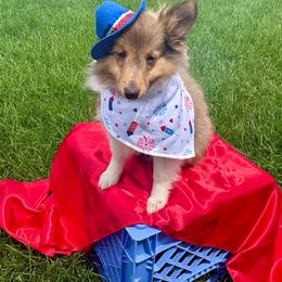 Cognac - Sable & white male Toy Shetland Sheepdog puppy in Indianapolis, Indiana from Skoshie’s Shelties