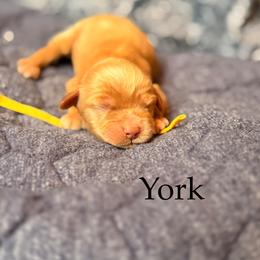York - Red male Cockapoo puppy in Alexandria, Alabama from Bright and Beautiful Cockapoos and Doodles