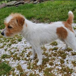 Jack Russell Terrier puppies from Reynard Farm