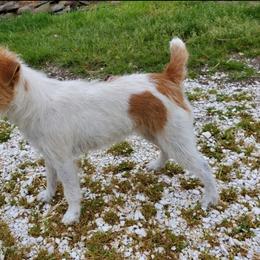 Jack Russell Terrier puppies from Reynard Farm